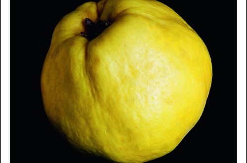 Gabriela Kasperski, Quittengrab